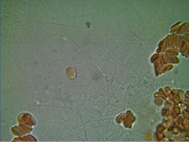 Stan narządów wewnętrznych