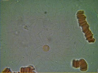 Stan narządów wewnętrznych